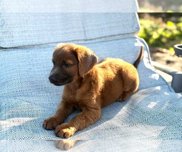Medium Photo #4 Golden Labrador Puppy For Sale in Royal Palm Beach, FL, USA