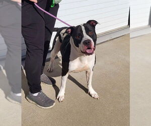 American Pit Bull Terrier-Unknown Mix Dogs for adoption in Louisville, KY, USA
