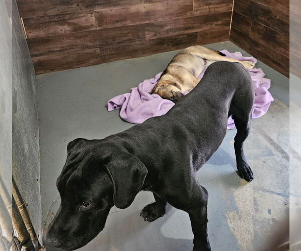 Medium Photo #2 Mutt Puppy For Sale in Lake Forest, CA, USA