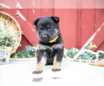 Small Photo #44 German Shepherd Dog Puppy For Sale in PARKESBURG, PA, USA