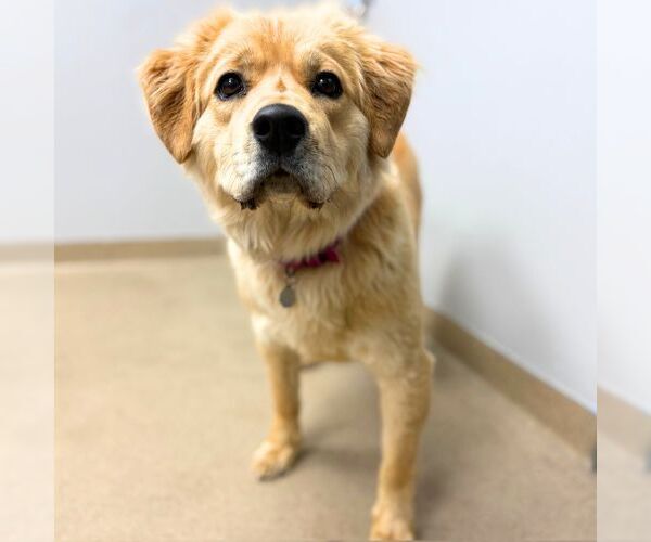 Medium Photo #1 Chow Chow-Golden Retriever Mix Puppy For Sale in Aurora, CO, USA