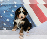 Small Photo #8 Bernedoodle Puppy For Sale in CARLOCK, IL, USA
