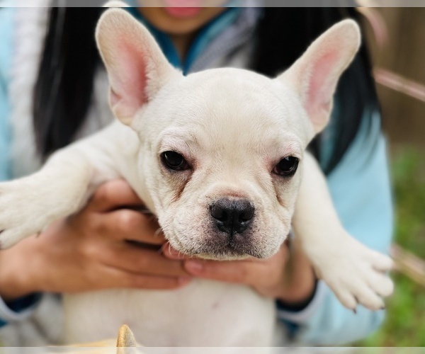 Medium Photo #6 French Bulldog Puppy For Sale in FREMONT, CA, USA