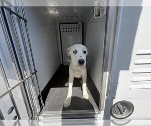 Border Collie-Unknown Mix Dogs for adoption in Visalia, CA, USA