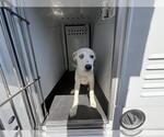Small Border Collie Mix
