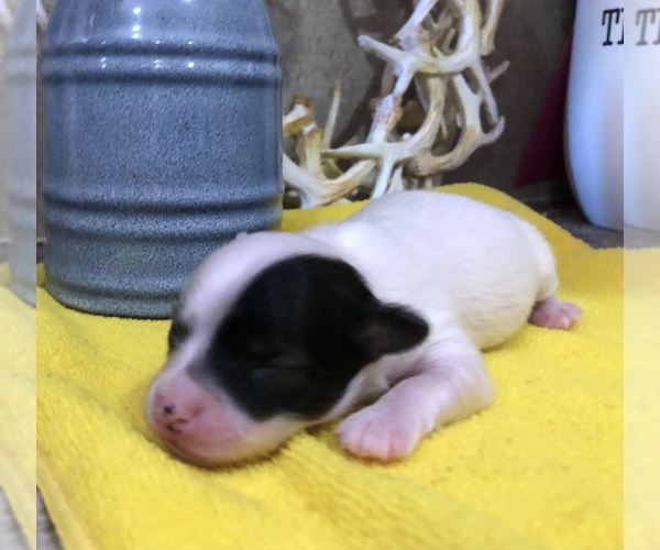 Medium Photo #3 Chihuahua Puppy For Sale in SHERMAN, TX, USA