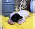 Small #2 Chihuahua
