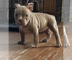 American Bully Puppy for sale in ACUSHNET, MA, USA