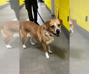 Labrador Retriever-Unknown Mix Dogs for adoption in Forestville, MD, USA