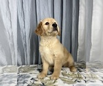 Small Photo #7 Golden Retriever Puppy For Sale in GREENWOOD, IN, USA
