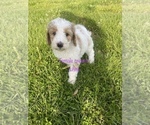 Small Photo #3 Labradoodle Puppy For Sale in CORYDON, IN, USA