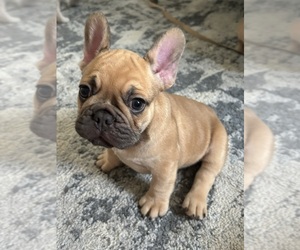 French Bulldog Puppy for sale in EAST BRUNSWICK, NJ, USA