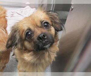 Chiranian Dogs for adoption in Orange, CA, USA