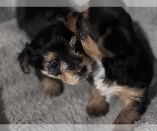 Medium Photo #6 Yorkshire Terrier Puppy For Sale in MARICOPA, AZ, USA
