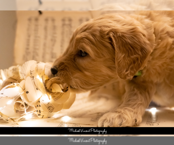 Medium Photo #2 Goldendoodle Puppy For Sale in ESCOHEAG, RI, USA