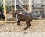 Small #65 German Shorthaired Pointer