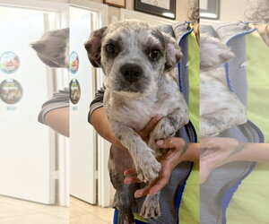 French Bulldog Dogs for adoption in Boca Raton, FL, USA