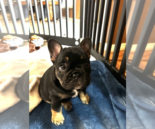 Medium Photo #2 French Bulldog Puppy For Sale in CORDOVA, AL, USA