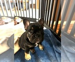 Small #1 French Bulldog