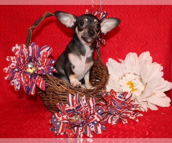 Medium Photo #16 Chihuahua Puppy For Sale in CHARLESTON, AR, USA