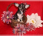 Small #15 Chihuahua