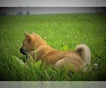 Small Photo #3 Shiba Inu Puppy For Sale in LUBLIN, WI, USA