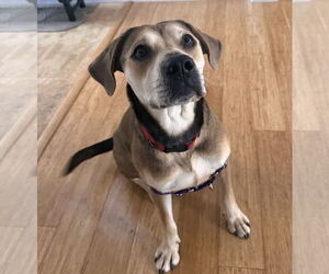 Labrador Retriever-Unknown Mix Dogs for adoption in Wakefield, RI, USA