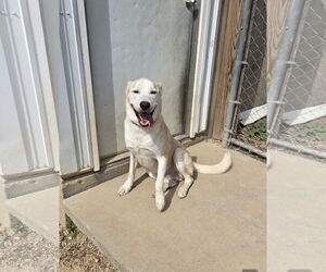 Labrador Retriever Dogs for adoption in Maquoketa, IA, USA