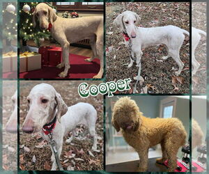 Poodle (Standard) Dogs for adoption in Blacksburg, SC, USA