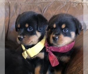 Rottweiler Puppy for sale in FORT MORGAN, CO, USA