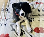 Small #5 Mutt