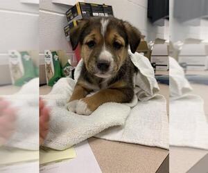 Labrador Retriever-Unknown Mix Dogs for adoption in Corpus Christi, TX, USA