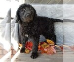 Small Photo #3 Miniature Labradoodle Puppy For Sale in MILLERSBURG, OH, USA