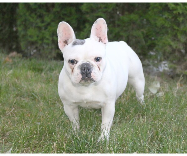 Medium Photo #2 French Bulldog Puppy For Sale in CARVER, OR, USA