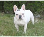 Small Photo #2 French Bulldog Puppy For Sale in CARVER, OR, USA