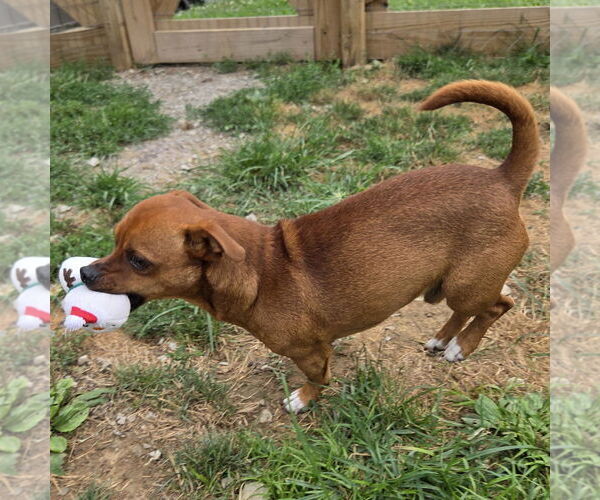 Medium Photo #5 Chiweenie Puppy For Sale in Batavia, OH, USA
