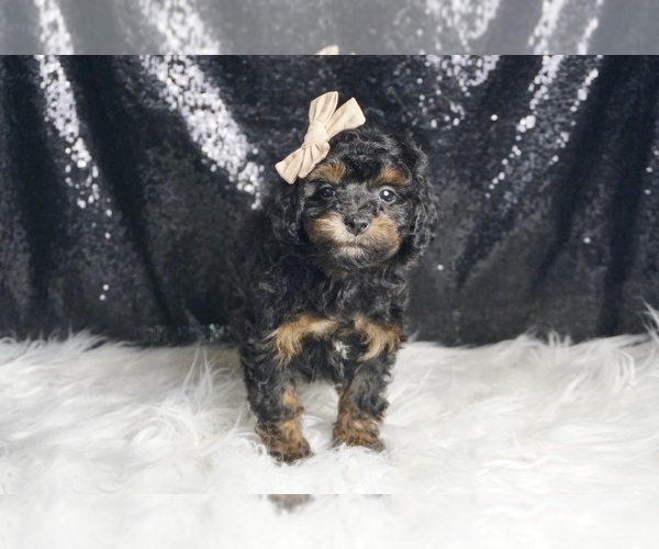 Medium Photo #4 Poodle (Toy) Puppy For Sale in WARSAW, IN, USA