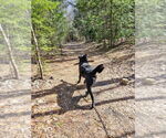 Small #3 German Shepherd Dog Mix