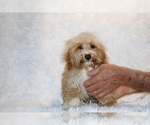 Small #2 Cockapoo (Miniature)