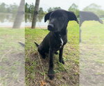 Small #2 Labrador Retriever Mix