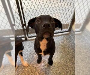 Labrador Retriever-Unknown Mix Dogs for adoption in Brewster, MA, USA
