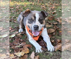 Jagger - Male American Staffordshire Terrier-Unknown Mix Dog for Adoption - Photo #6