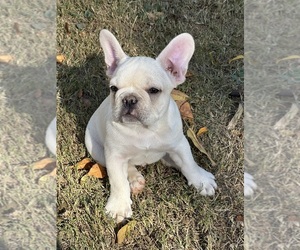 French Bulldog Puppy for sale in CLARKSVILLE, TN, USA