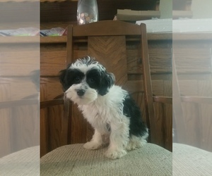 Poodle (Toy)-Yorkshire Terrier Mix Puppy for sale in SPARTA, TN, USA