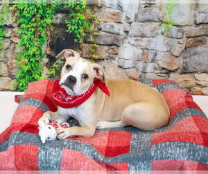 Amanda - Female Boxer Dog for Adoption - Photo #3