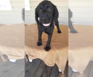 Labradoodle Puppy for sale in TRAPHILL, NC, USA