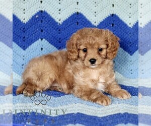 Cavapoo Puppy for sale in PARADISE, PA, USA