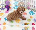Small #2 Cavapoo (Miniature)-Poodle (Toy) Mix