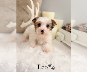 Yorkshire Terrier Puppy for sale in MURFREESBORO, TN, USA