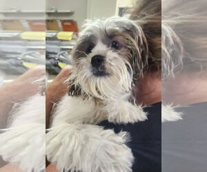 Shih Tzu-Unknown Mix Dogs for adoption in Oakland Park, FL, USA